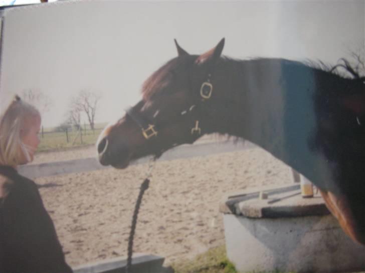 Connemara Hovfelds Cover Girl - første gang jeg så min nye pony :O argh det er lang tid siden <3 billede 7