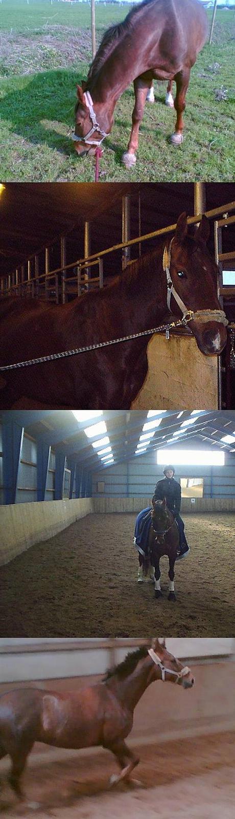 Dansk Varmblod Gordion Stengaard aflivet - En masse billeder (= billede 1