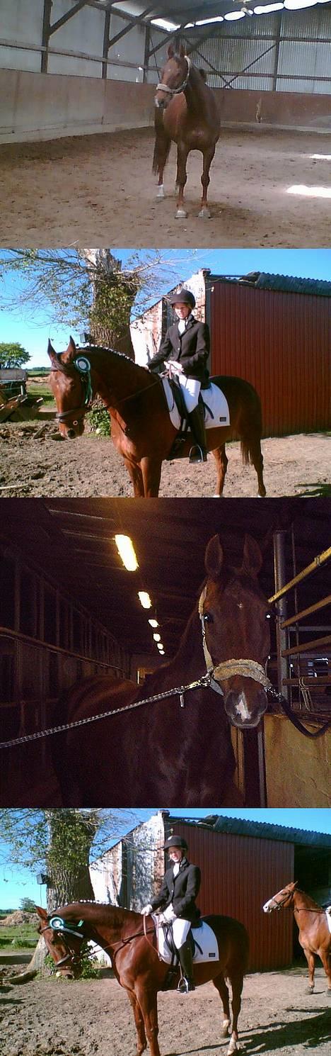 Dansk Varmblod Gordion Stengaard aflivet - En masse billeder (= billede 2