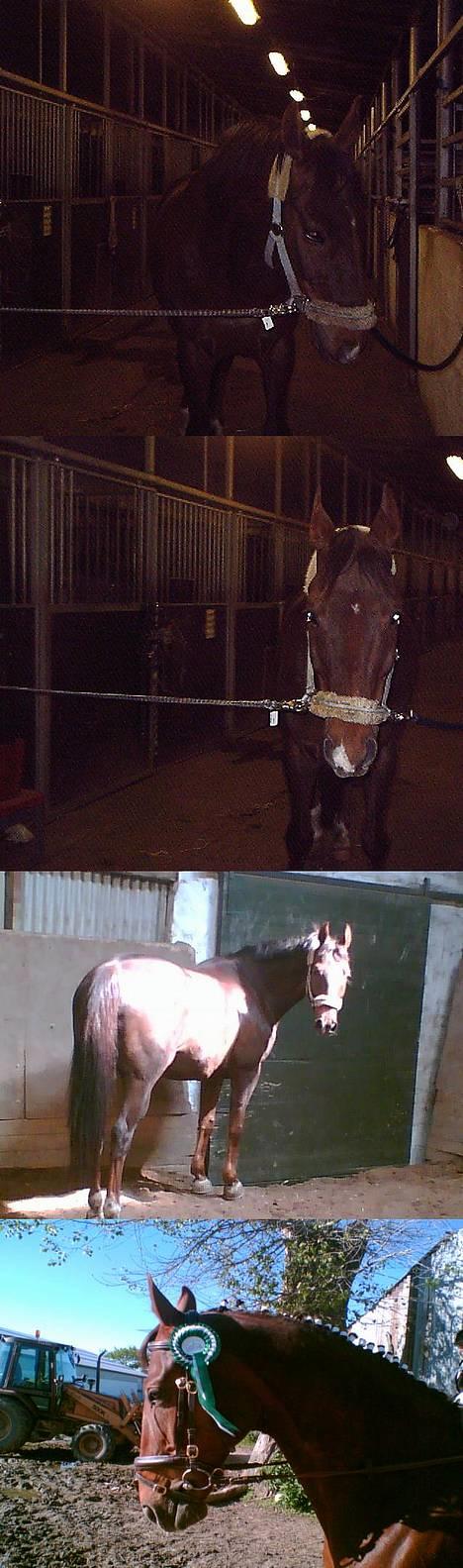 Dansk Varmblod Gordion Stengaard aflivet - En masse billeder (= billede 3