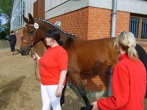 Dansk Varmblod Cheri,  død ;( billede 11