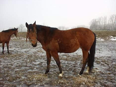 Dansk Varmblod Cheri,  død ;( billede 12