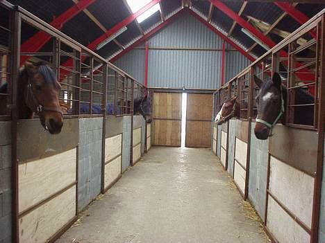 Dansk Varmblod Cheri,  død ;( billede 13