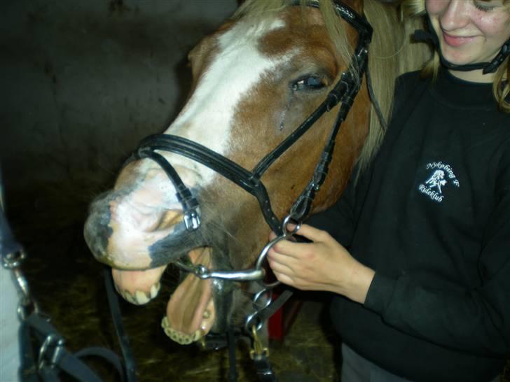 Anden særlig race Lucky  - Åh så hårt efter en god ridetur :)  billede 12