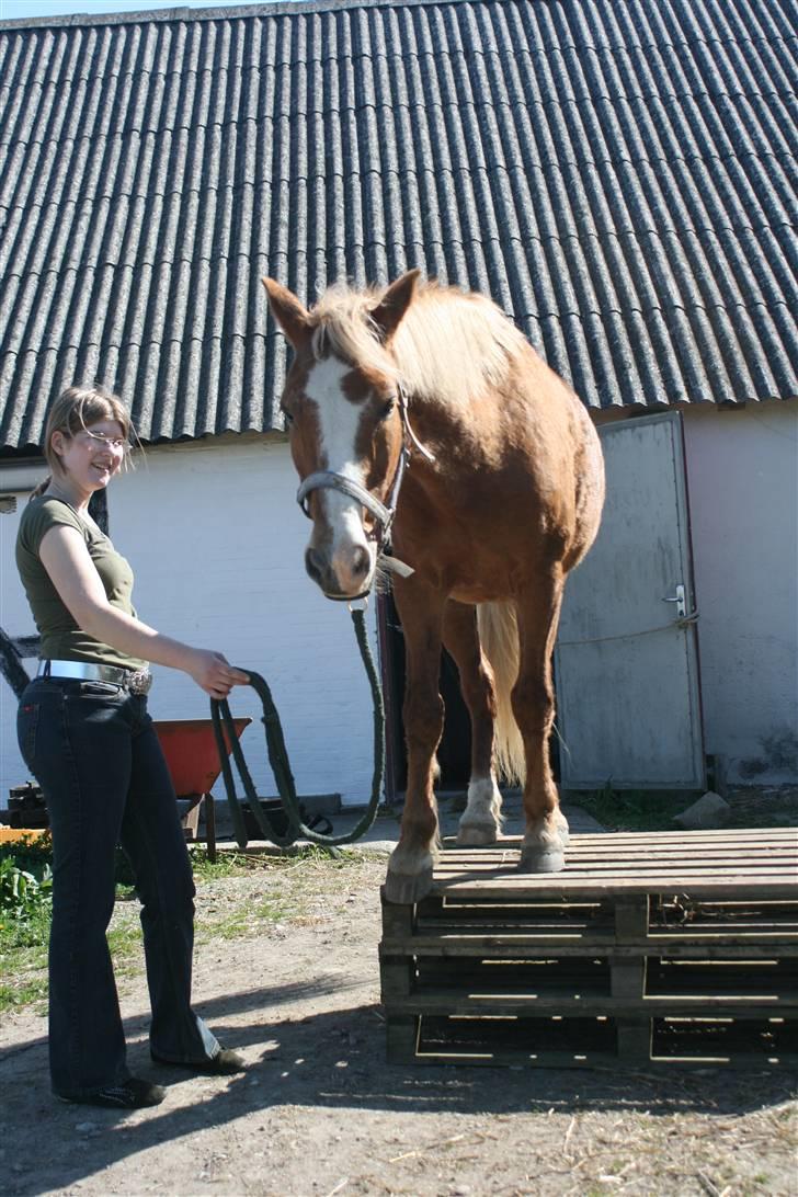 Anden særlig race Lucky  - Trick, han stå selv :D  © Loús Foto billede 17