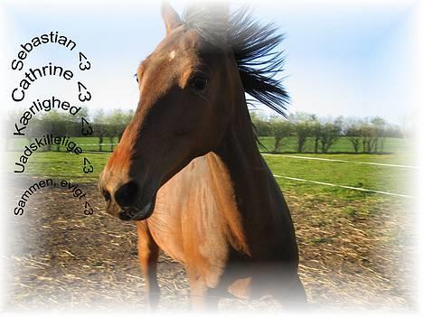 Anden særlig race Sebastian<'3 solgt:'( - Sebastian det er os to for altid.<33 billede 18