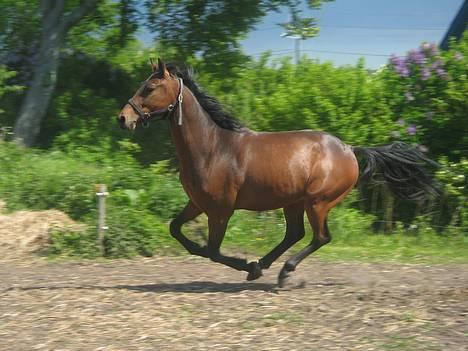 Anden særlig race Sebastian<'3 solgt:'( - Uh, store smukke Basse.. Han tror ihvertfald han er bedst lige i det sekund billedet er taget ;D billede 19