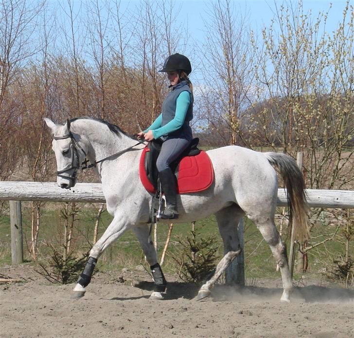 Anden særlig race Juwel "SOLGT :( " billede 11