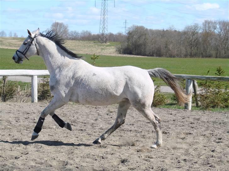 Anden særlig race Juwel "SOLGT :( " billede 12