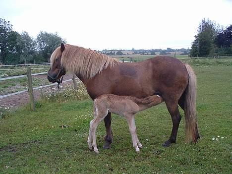 Islænder Amoria - Hun skal hele tiden have mælk..=3 billede 2