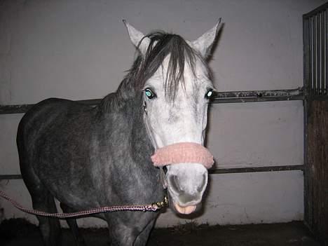 Anden særlig race Ariel ( solgt ) - Ihh Ariel :b Hvor er du sød . Æsel :b HAHA billede 1