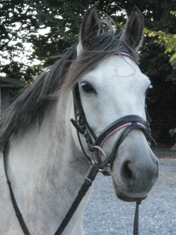 Anden særlig race Winnie *SOLGT* - Her kan man rigtigt se hendes smukke hoved. <333 - Tak til Brina O. billede 13