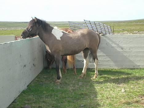 Islænder *Röst frá Efri-Lækjarda  - fra 5 dagsridetur i skagastönd billede 2
