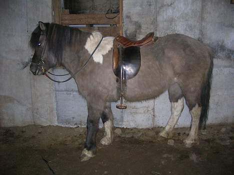 Islænder *Röst frá Efri-Lækjarda  - her er hun med sadel i ridehuset billede 3