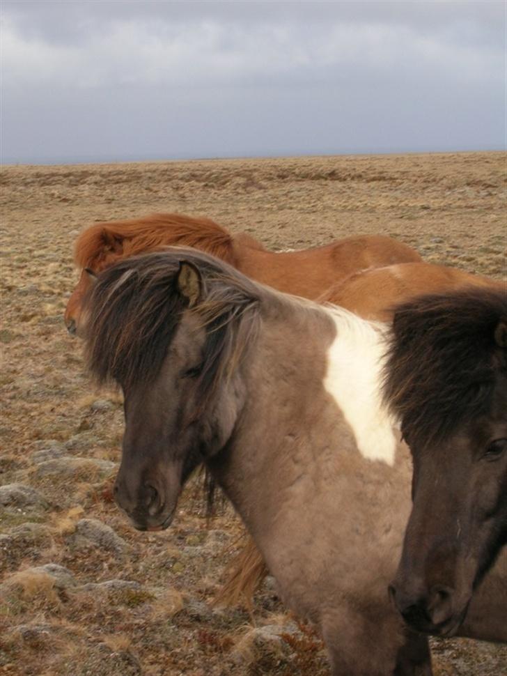 Islænder *Röst frá Efri-Lækjarda  - HAR i set filmen ????? http://www.123hjemmeside.dk/sirid/2213611 ???? billede 4