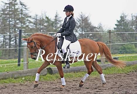 Anden særlig race Valentin (Solgt) - Første stævne ude.. Padborg Rideklub billede 3