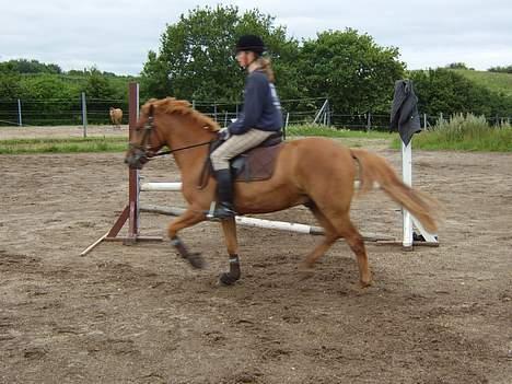 Anden særlig race Valentin (Solgt) - Lidt trav... billede 8