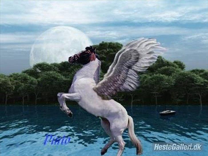 Pinto .... pinto... + 2011+ - I dag den 1-1-2011 fløj hun til himlens  billede 1