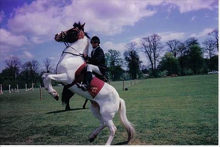 Pinto .... pinto... + 2011+ billede 2