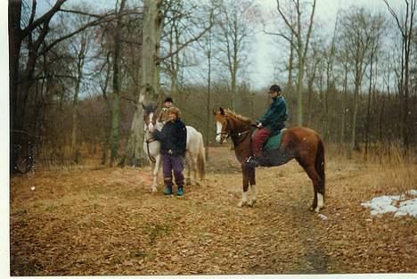 Pinto .... pinto... + 2011+ billede 4