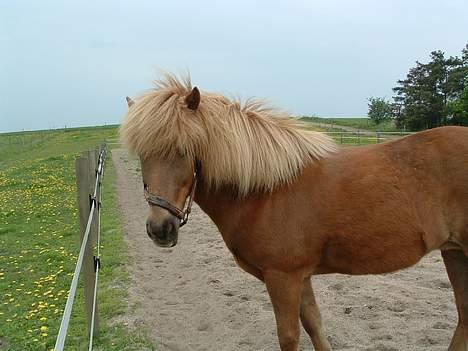 Islænder Amoria - Hej... Er jeg ikke smuk? billede 7