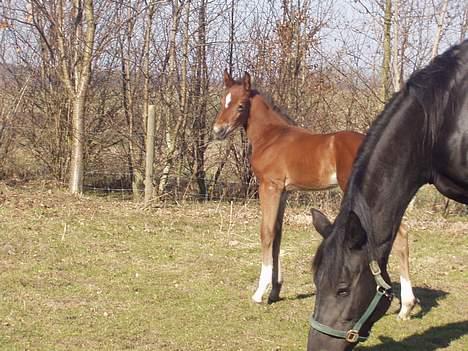 Dansk Varmblod Royal Lanett - NamNam billede 6