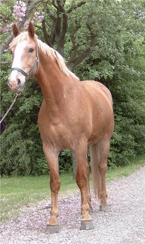 Frederiksborg Baron Af Iglsø  - elsker den hest og vil jeg A L T I D gøre billede 1