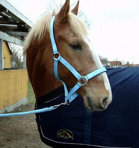 Frederiksborg Baron Af Iglsø  - ElskeT 4-EveR <3 billede 4