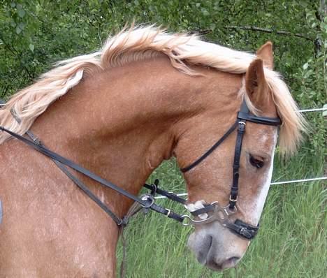 Frederiksborg Baron Af Iglsø  - han er bare for dejlig :`( savner ham billede 12