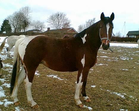 Pinto pocahontas billede 1