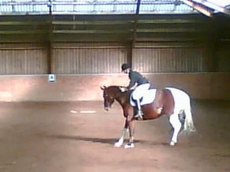 Pinto pocahontas - her er vi i gang med at bukke jubiiiiii  billede 2