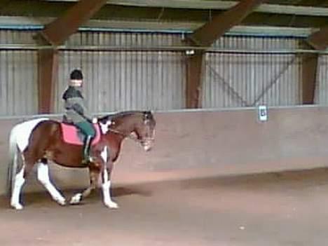 Pinto pocahontas - poca i skridt... billede 3