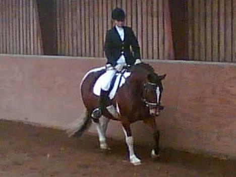 Pinto pocahontas - stævne billede 4