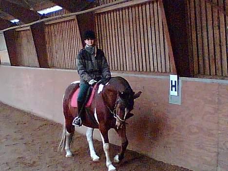 Pinto pocahontas - skridt... billede 5