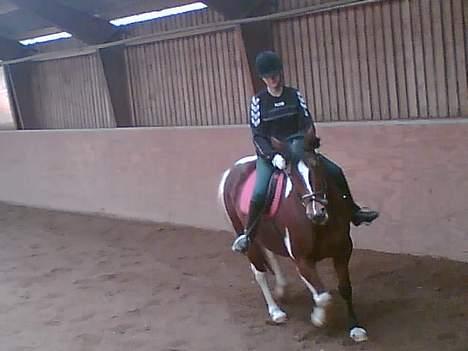 Pinto pocahontas - poca i trav billede 6