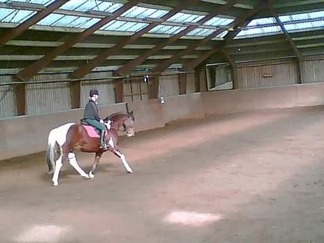 Pinto pocahontas - trav skråt igennem... billede 8