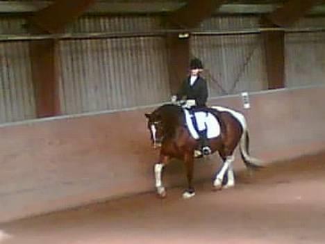 Pinto pocahontas billede 9