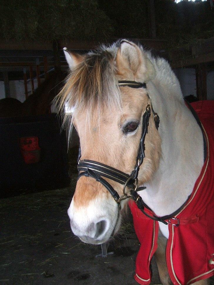 Fjordhest Taco (L)  R.i.p - hvil i fred min skønne guldhest <3 billede 5