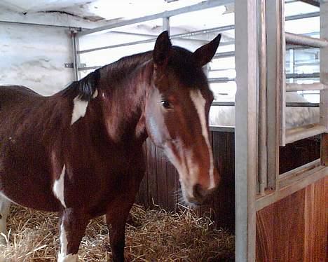 Pinto pocahontas - velkommen til min boks... kan jeg byde på lidt halm og en tår vand...? billede 10