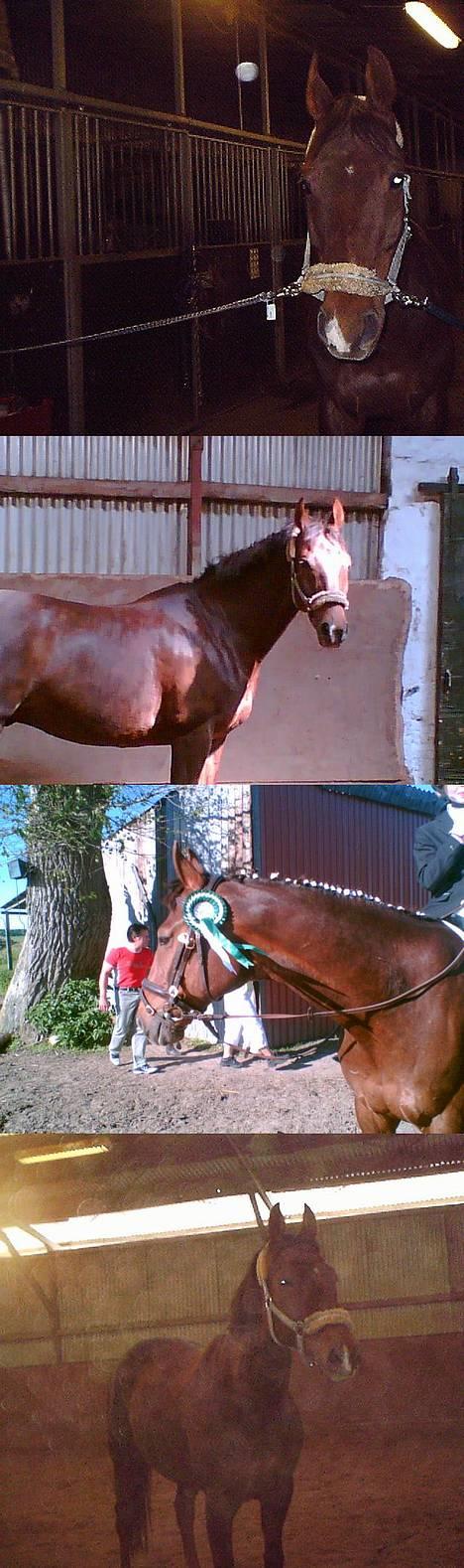 Dansk Varmblod Gordion Stengaard aflivet - En masse billeder (= billede 4