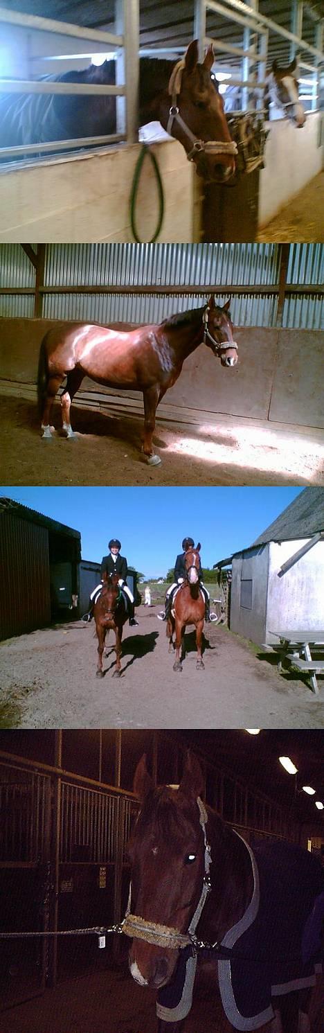 Dansk Varmblod Gordion Stengaard aflivet - En masse billeder (= billede 5