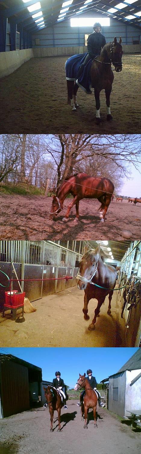 Dansk Varmblod Gordion Stengaard aflivet - Så , nu blev det tid til at rulle sig lidt :P billede 6