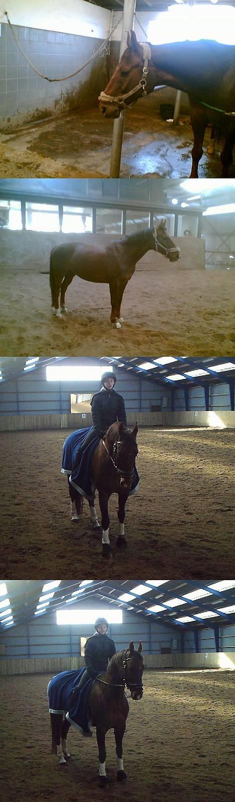 Dansk Varmblod Gordion Stengaard aflivet - En masse billeder (= billede 7