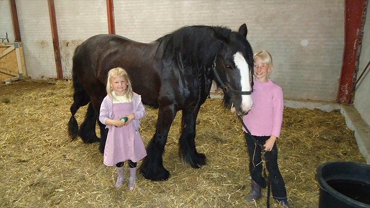 Tinker Lindholms Figaro solgt billede 19