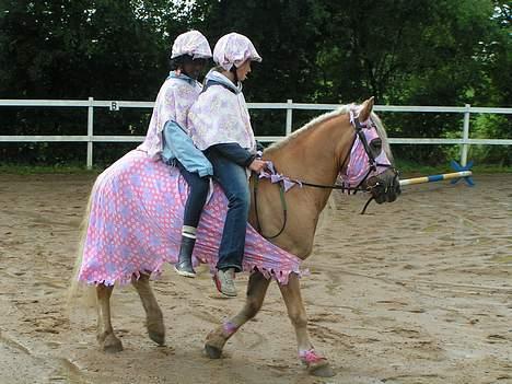 Haflinger Tarzan *Solgt billede 5