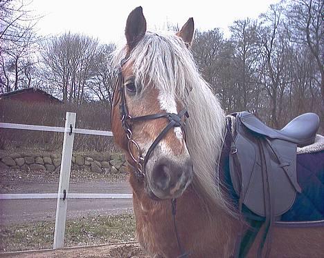 Haflinger Tarzan *Solgt billede 9