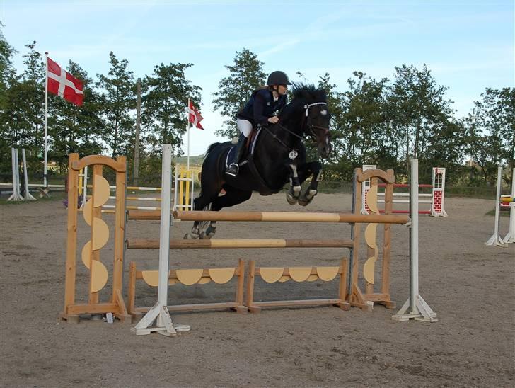 Hollandsk Varmblod Kastan - Fynsmesterskab for juniorer. Nr. 4 billede 1