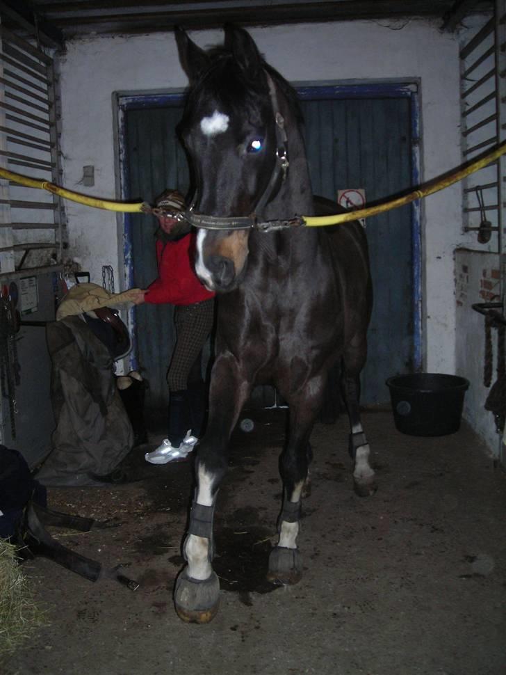 Hollandsk Varmblod Kastan - Kastan :D billede 3