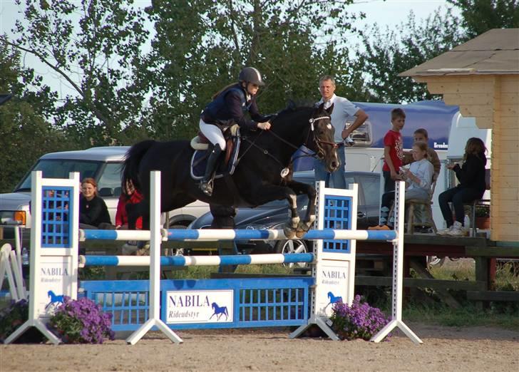 Hollandsk Varmblod Kastan - NR. 4 til Fynsmesterskab for juniore billede 4