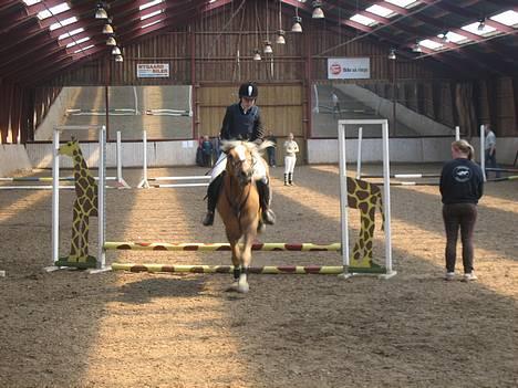 Haflinger Tarzan *Solgt billede 12